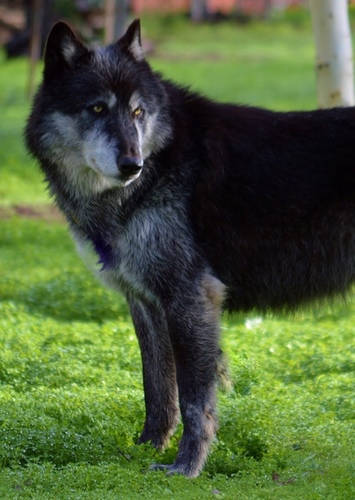 Lycan